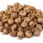 Kashmiri Saffron Bulbs Product Display with Planting Info