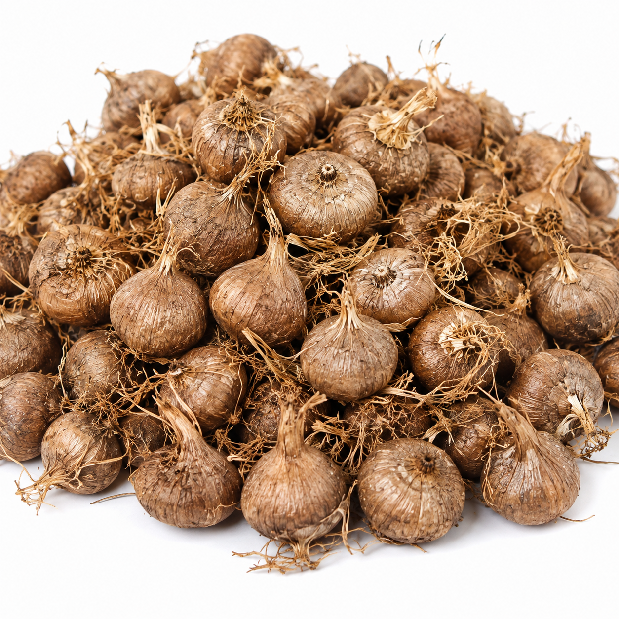 Kashmiri Saffron Bulbs Product Display with Planting Info