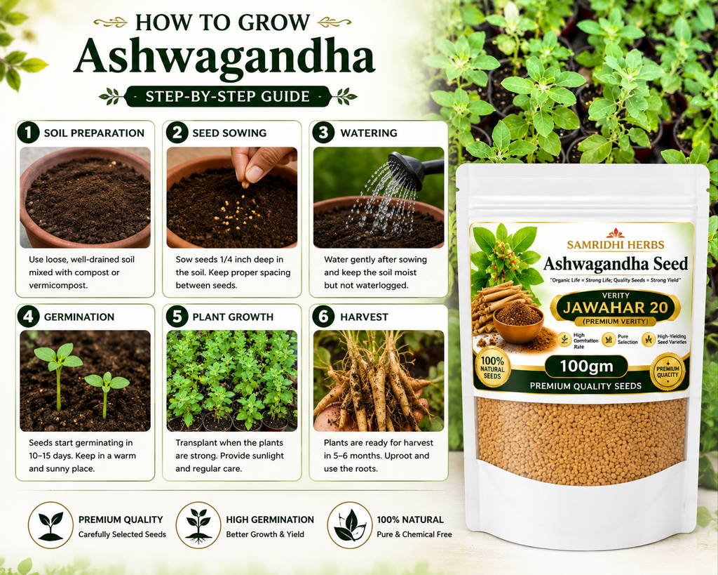 Ashwagandha Seeds Organic - Variety Jawahar