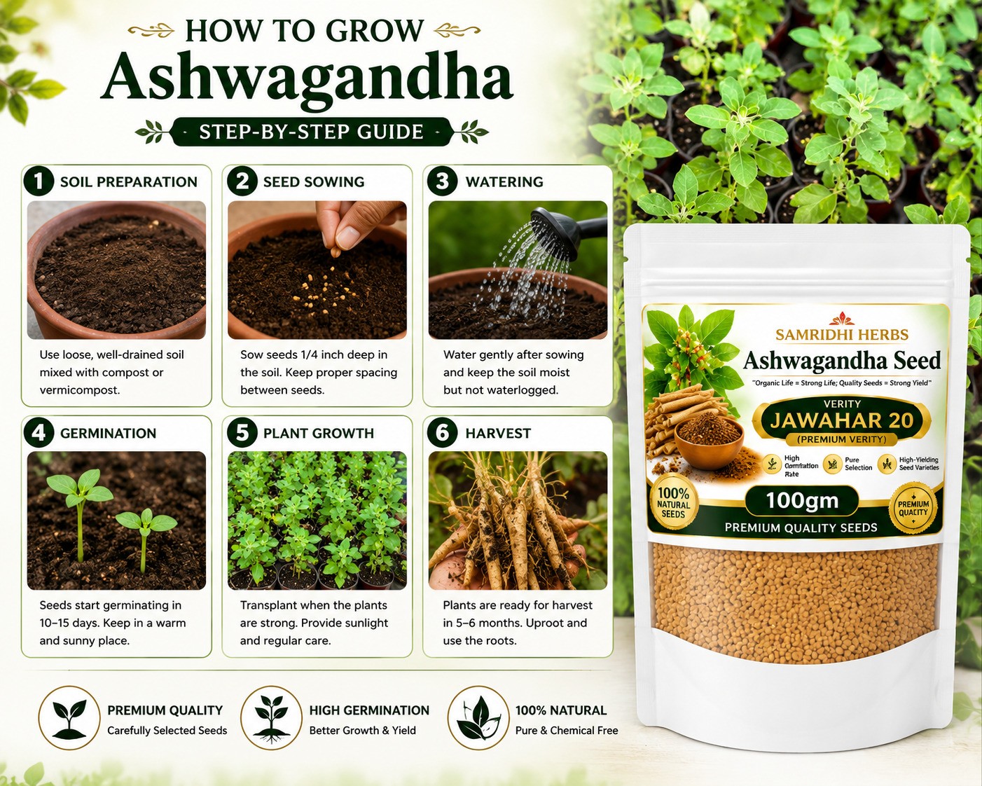 Ashwagandha Seeds Organic - Variety Jawahar