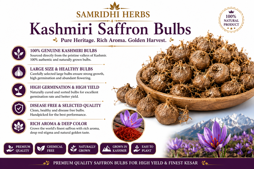 Kashmiri Saffron Bulbs Close Up - Large Healthy Corms