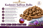 Kashmiri Saffron Bulbs Close Up - Large Healthy Corms