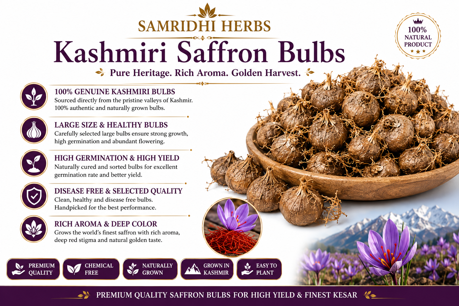 Kashmiri Saffron Bulbs Close Up - Large Healthy Corms