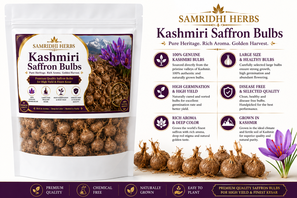 Kashmiri Saffron Bulbs Premium Infographic - Features & Benefits