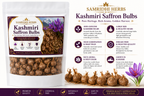 Kashmiri Saffron Bulbs Premium Infographic - Features & Benefits