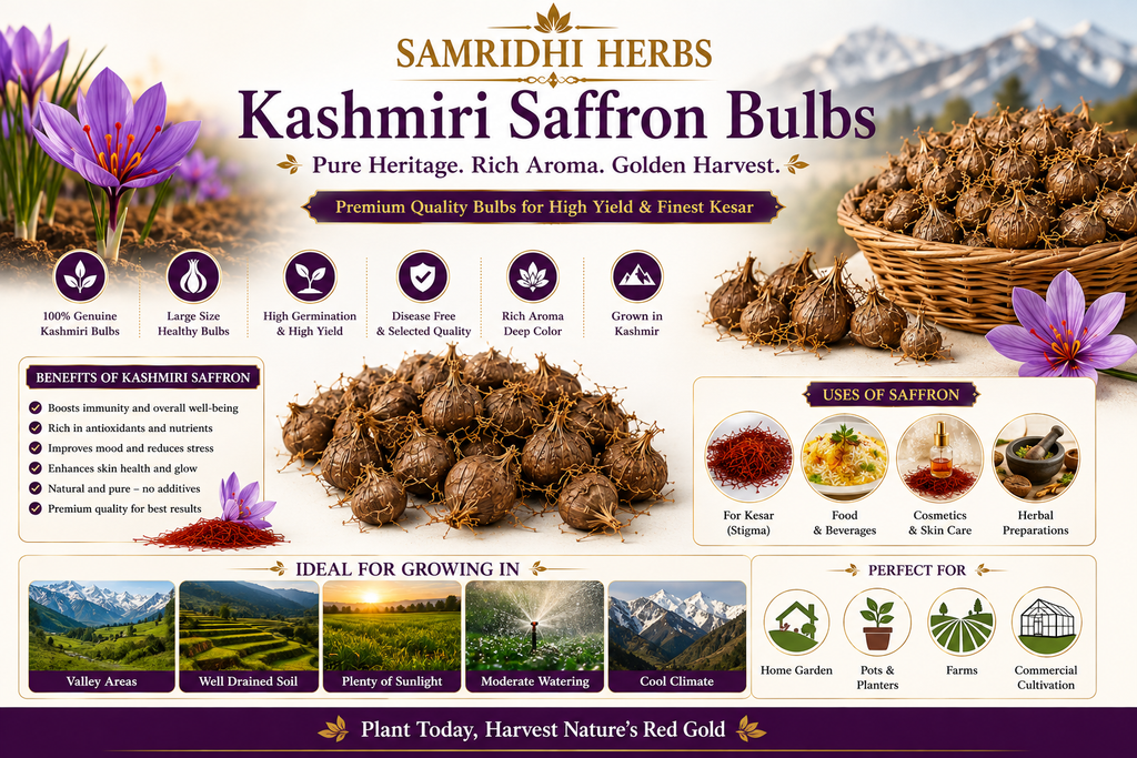 Kashmiri Saffron Bulbs Infographic - 100% Genuine Kashmiri Bulbs