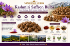 Kashmiri Saffron Bulbs Infographic - 100% Genuine Kashmiri Bulbs