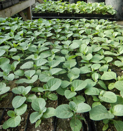 Samridhi Herbs Ashwagandha Seed Jawahar 20 premium variety 100g packet with high germination seeds.