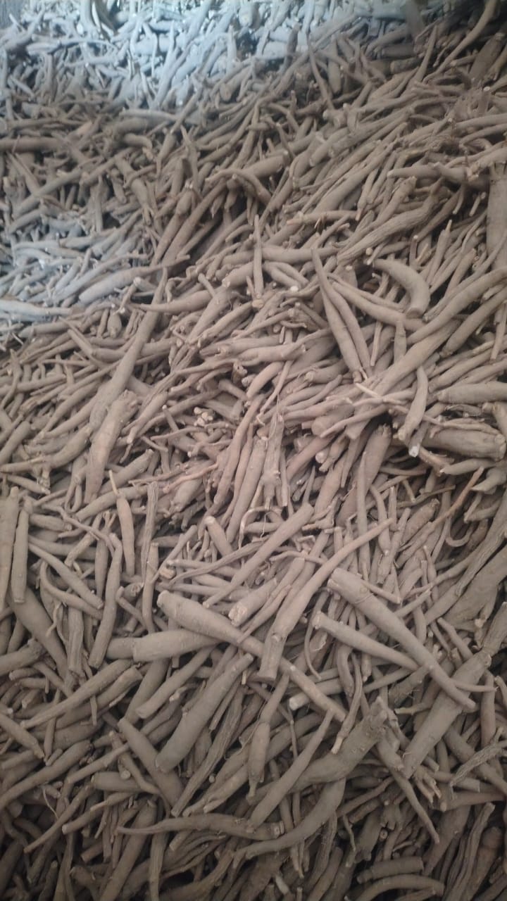 Dried Ashwagandha roots (Withania somnifera) in bulk for herbal and Ayurvedic use.