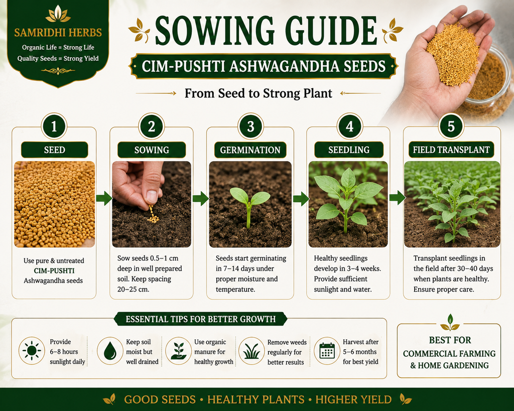Ashwagandha Seeds Organic – SIM Pushti Variety | High Germination | Grow Your Own Wellness