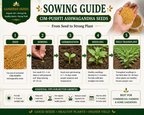 Ashwagandha Seeds Organic – SIM Pushti Variety | High Germination | Grow Your Own Wellness