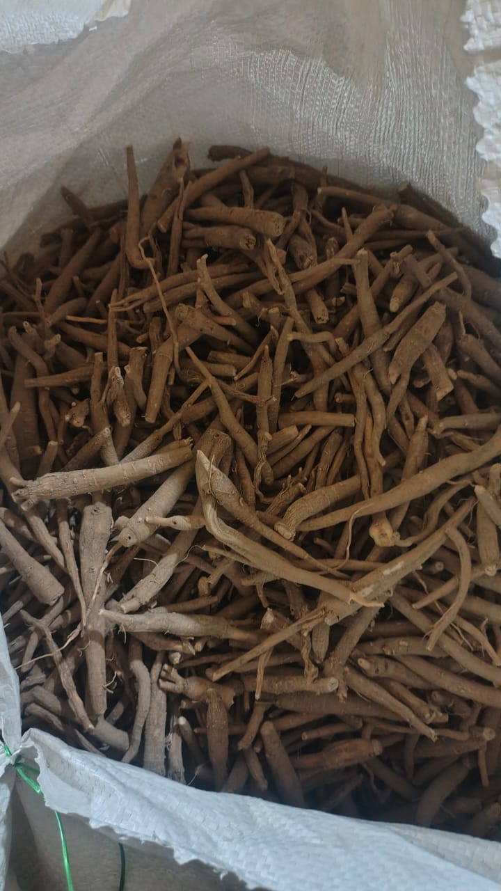 Dried Ashwagandha roots (Withania somnifera) in bulk for herbal and Ayurvedic use.