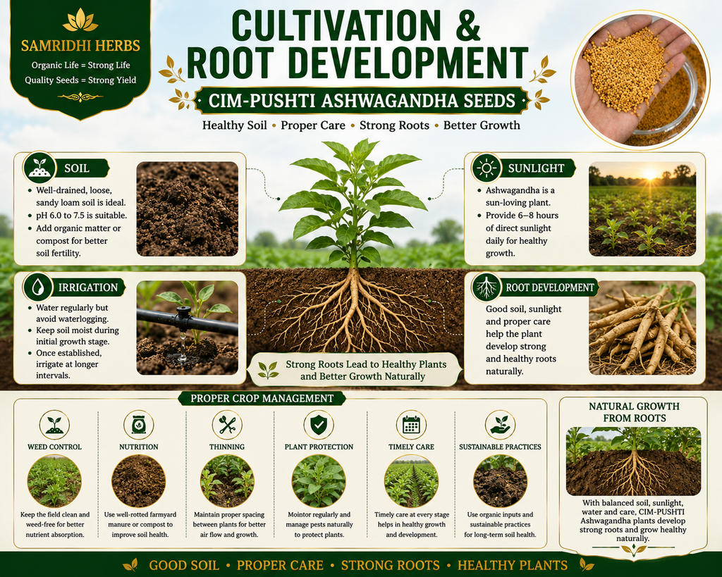 Ashwagandha Seeds Organic – SIM Pushti Variety | High Germination | Grow Your Own Wellness