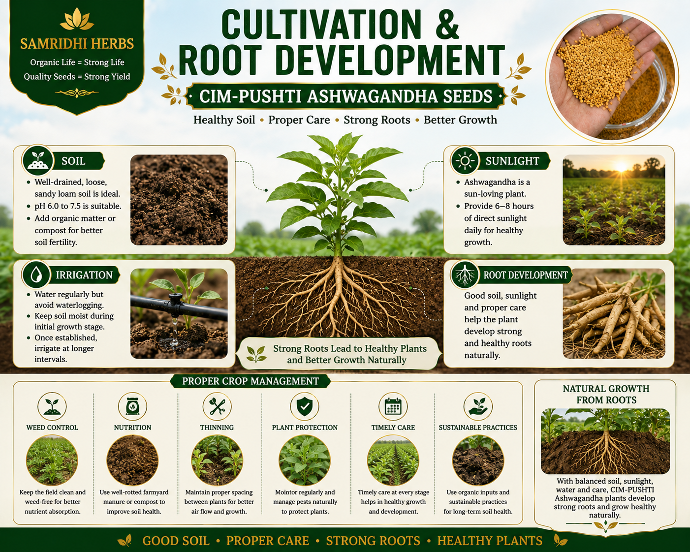 Ashwagandha Seeds Organic – SIM Pushti Variety | High Germination | Grow Your Own Wellness