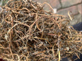 Bacopa Brahmi