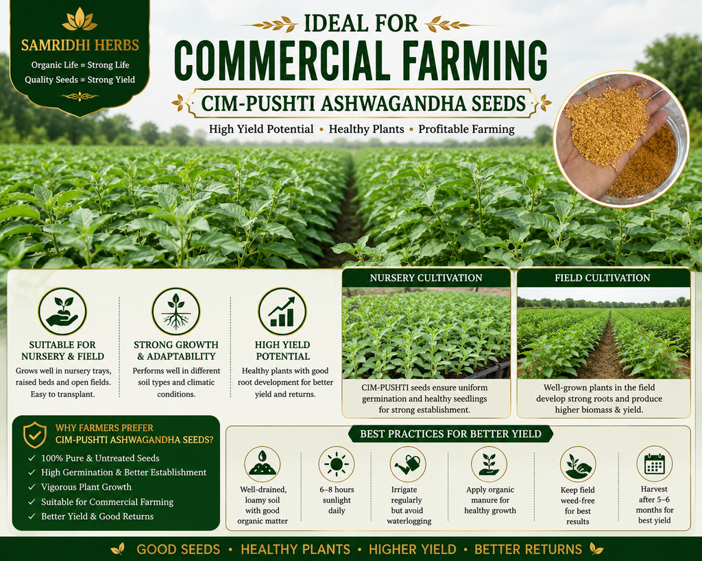 Ashwagandha Seeds Organic – SIM Pushti Variety | High Germination | Grow Your Own Wellness