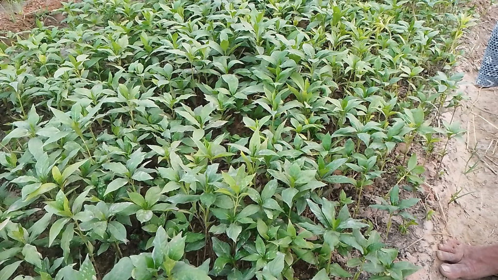 Insuline Plant