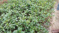 Sugar Plant (Costus igneus Plants)