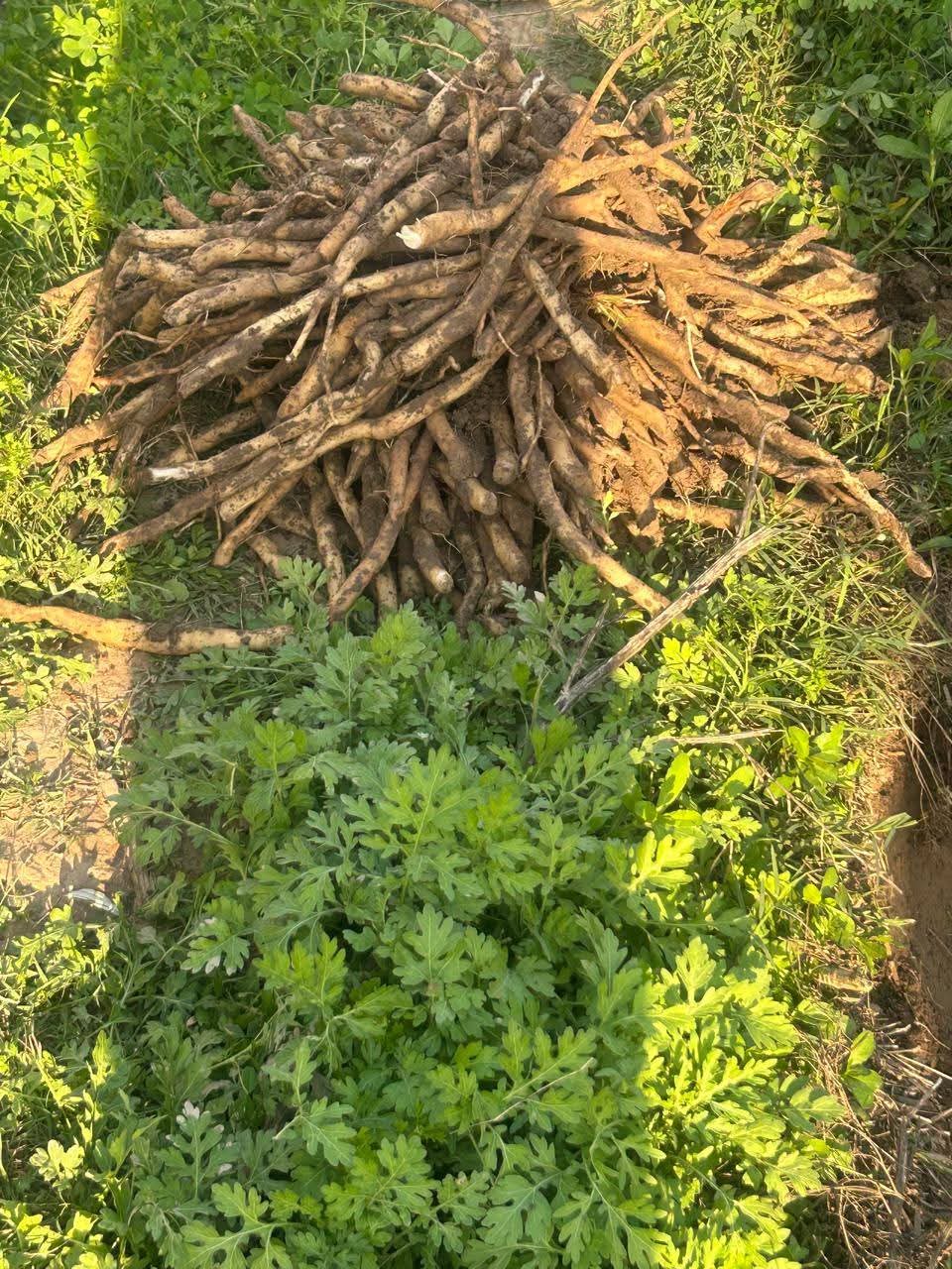 Organic Shatavari Seeds (Asparagus Racemosus) – High Germination | Grow Your Own Ayurvedic Herb