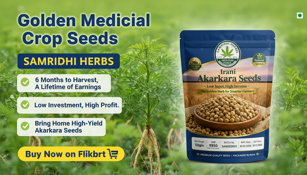 Irani Akarkara Seeds 50gm – High-Yield Medicinal Crop | The Golden Herb for Smarter Farmers