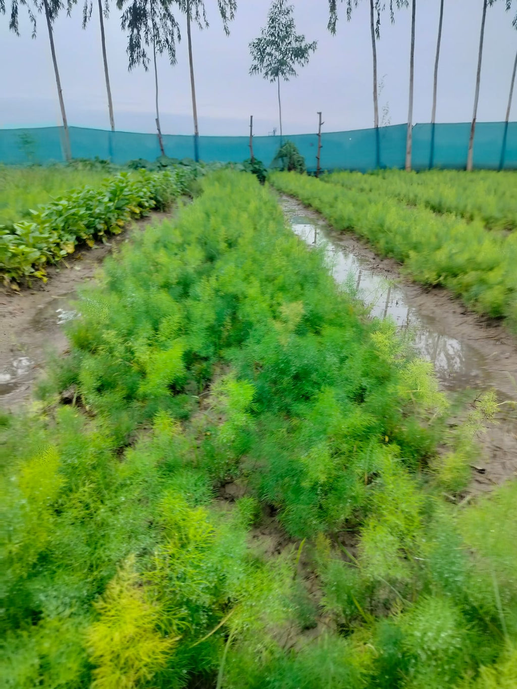 Organic Yellow Shatavar (Asparagus Racemosus)