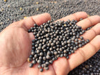 Samridhi Herbs Yellow Shatavar Seed  premium variety 100g packet with high germination seeds.