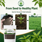 Organic Kalmegh Seeds (Andrographis Paniculata)