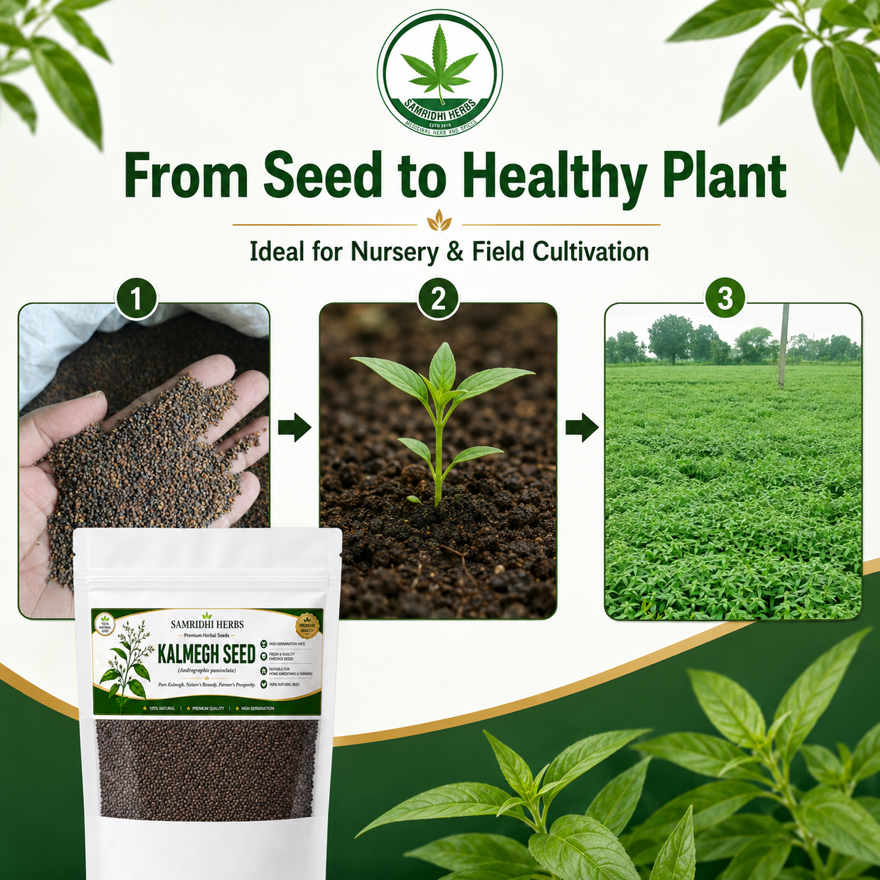 Organic Kalmegh Seeds (Andrographis Paniculata)