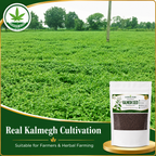 Organic Kalmegh Seeds (Andrographis Paniculata)