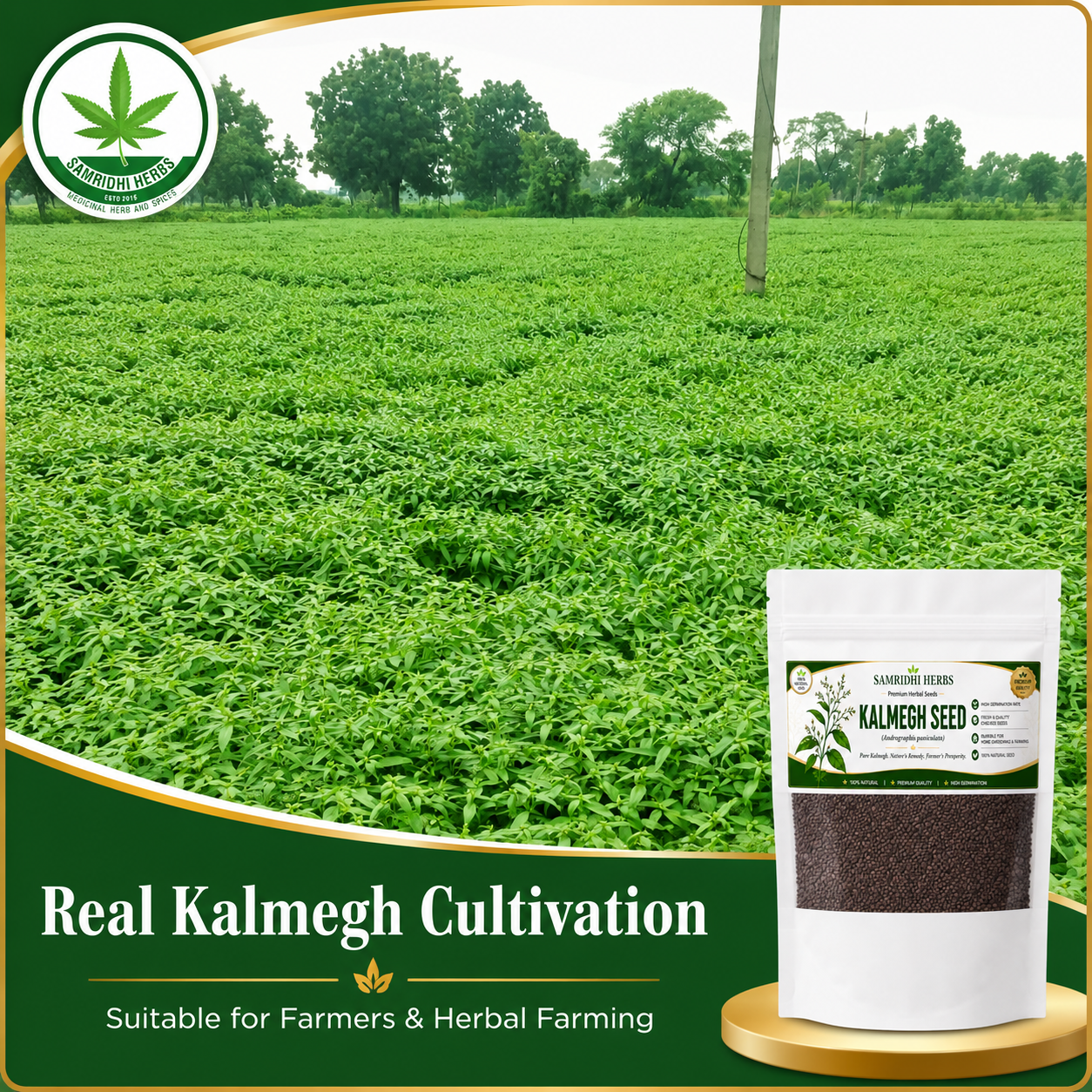 Organic Kalmegh Seeds (Andrographis Paniculata)