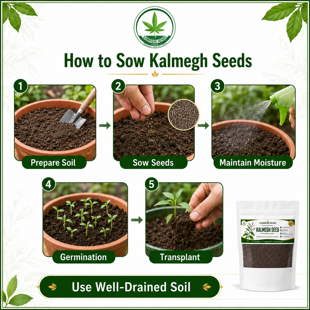 Organic Kalmegh Seeds (Andrographis Paniculata)