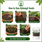 Organic Kalmegh Seeds (Andrographis Paniculata)