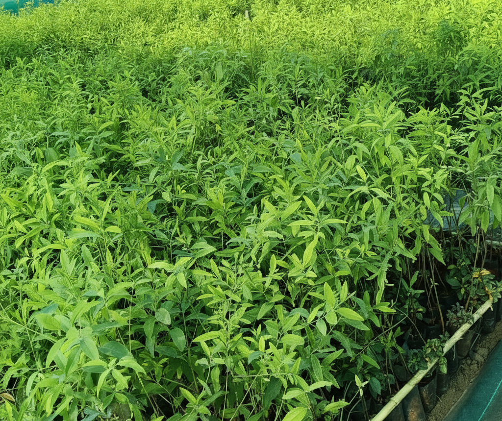 Healthy Safed Chandan (White Sandalwood) nursery plants growing under a shade net for plantation.