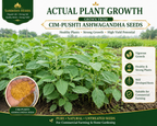 Ashwagandha Seeds Organic – SIM Pushti Variety | High Germination | Grow Your Own Wellness
