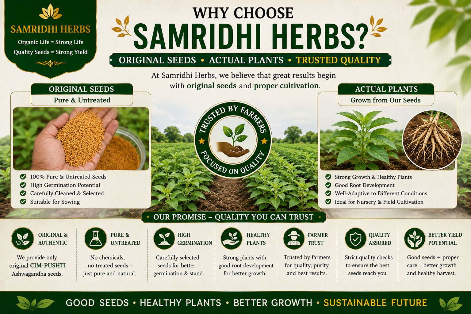 Ashwagandha Seeds Organic – SIM Pushti Variety | High Germination | Grow Your Own Wellness