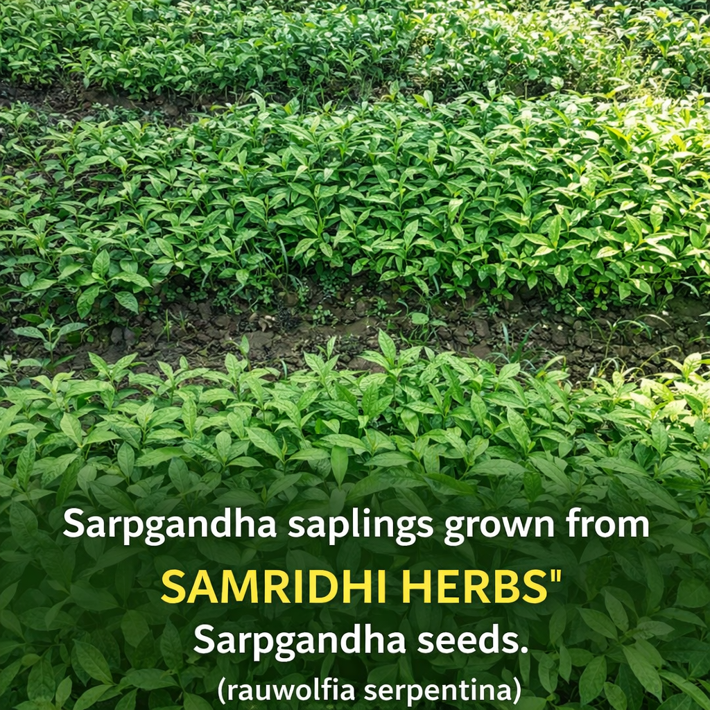 Sarpgandha Seeds (Rauvolfia Serpentina) 100gm – Rare Ayurvedic Botanical | Grow at Home