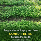 Sarpgandha Seed (Rauvolfia Serpentina) 100gm