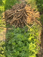 Samridhi Herbs Yellow Shatavar Seed  premium variety 100g packet with high germination seeds.