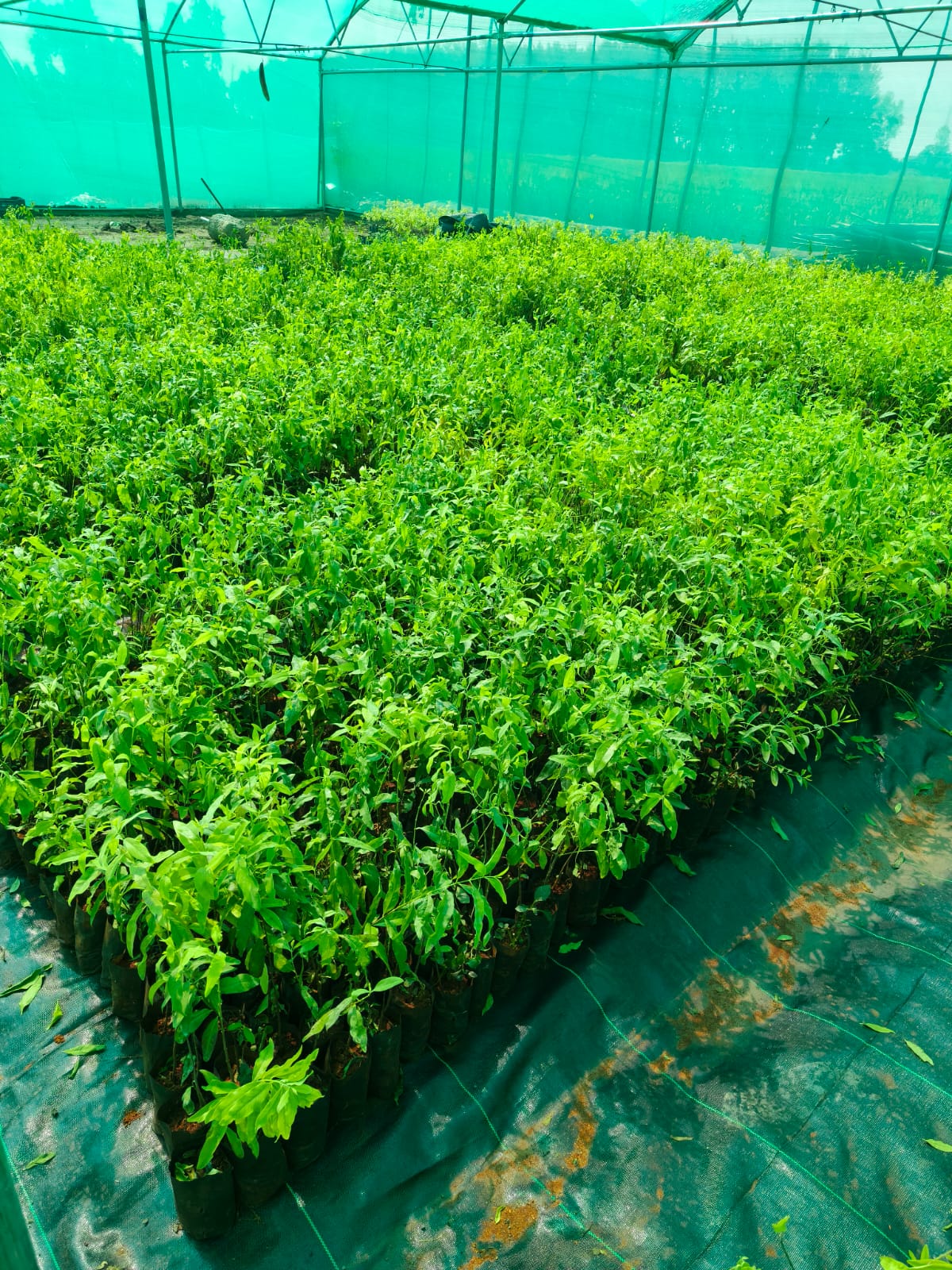 Safed Chandan Seeds - Premium Quality 100g