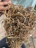 Brahmi Dried (Bacopa Monnieri) – Ayurvedic Herb | Pure & Natural