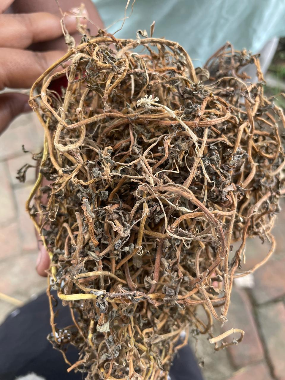 Brahmi Dried (Bacopa Monnieri) – Ayurvedic Herb | Pure & Natural
