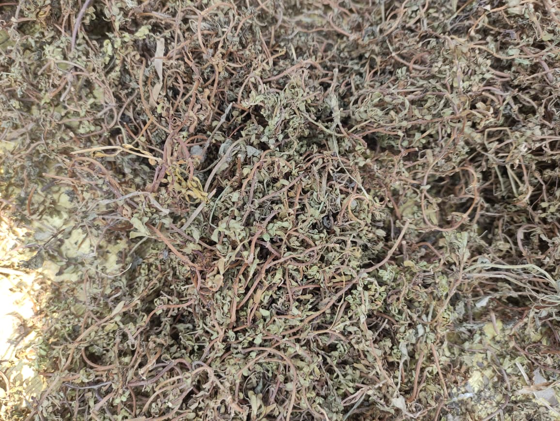 Brahmi Dried (Bacopa Monnieri) – Ayurvedic Herb | Pure & Natural