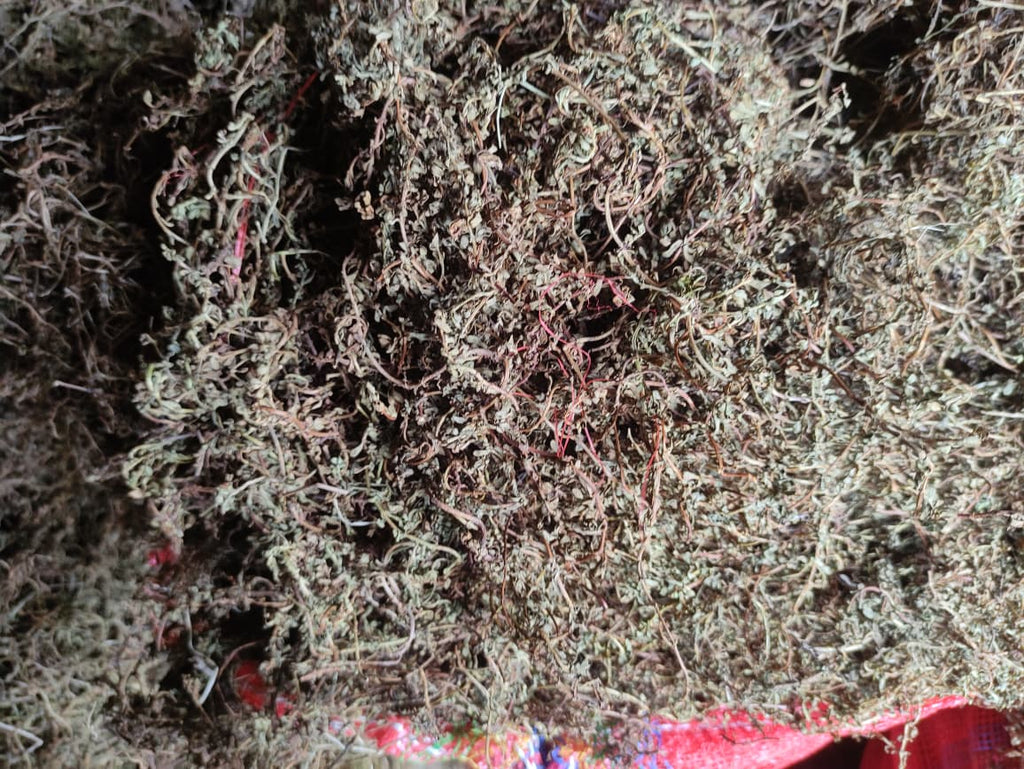 Brahmi Dried (Bacopa Monnieri) – Ayurvedic Herb | Pure & Natural