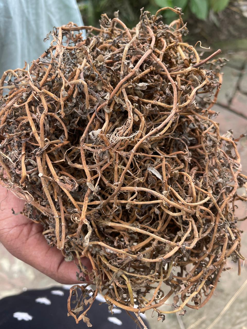 Brahmi Dried (Bacopa Monnieri) – Ayurvedic Herb | Pure & Natural