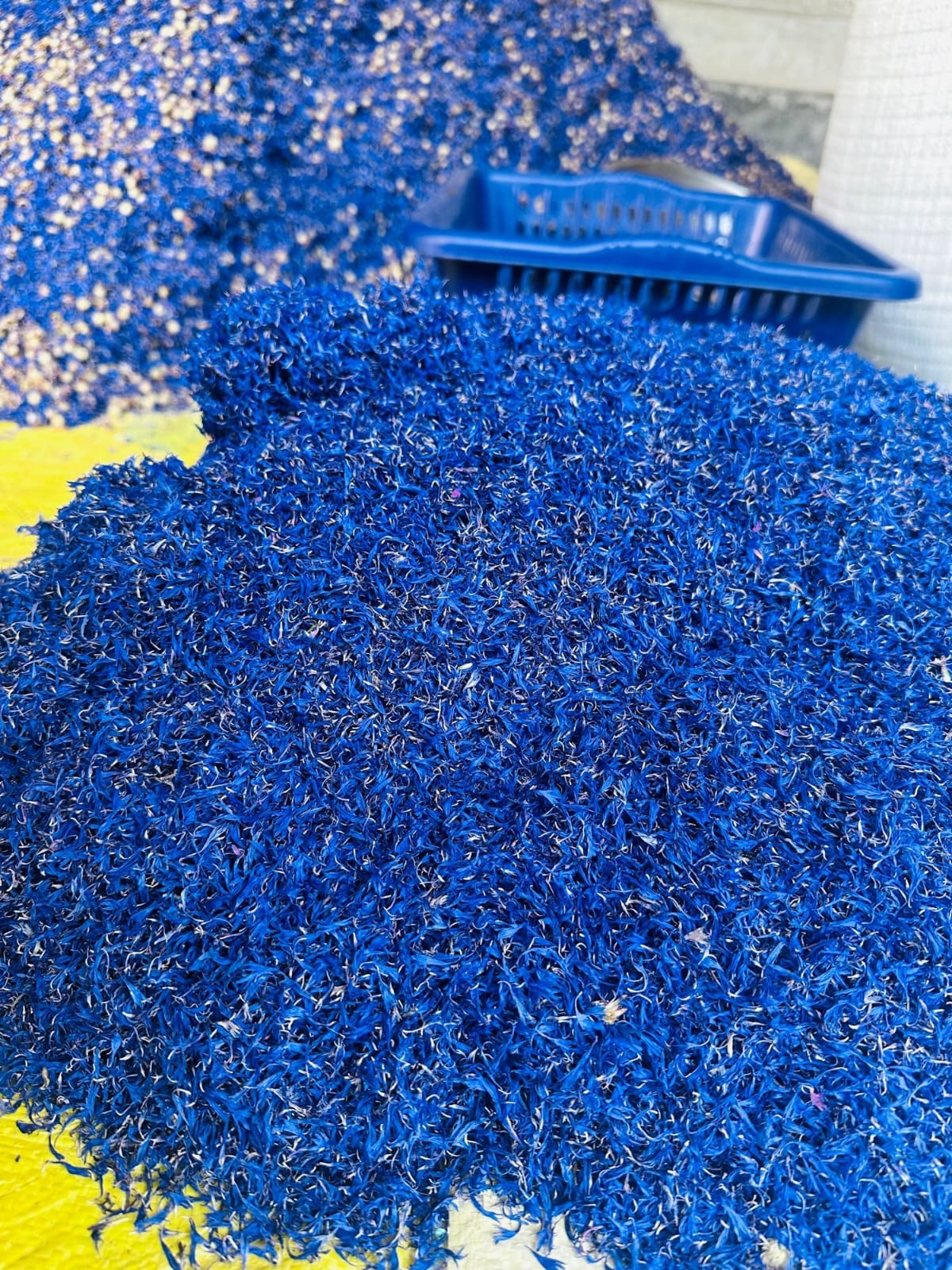 Blue Corn Flower (Neelapushpa) – Farm Fresh Dried Petals