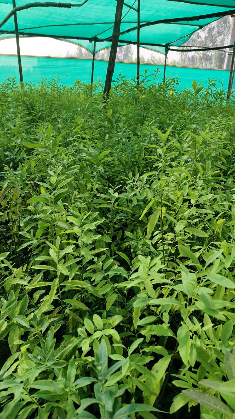 White Sandalwood Plant (Safed Chandan) – Premium Ayurvedic Nursery Plant | 1.5 to 2.5 Feet