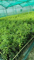 White Sandalwood Plant (Safed Chandan) – Premium Ayurvedic Nursery Plant | 1.5 to 2.5 Feet