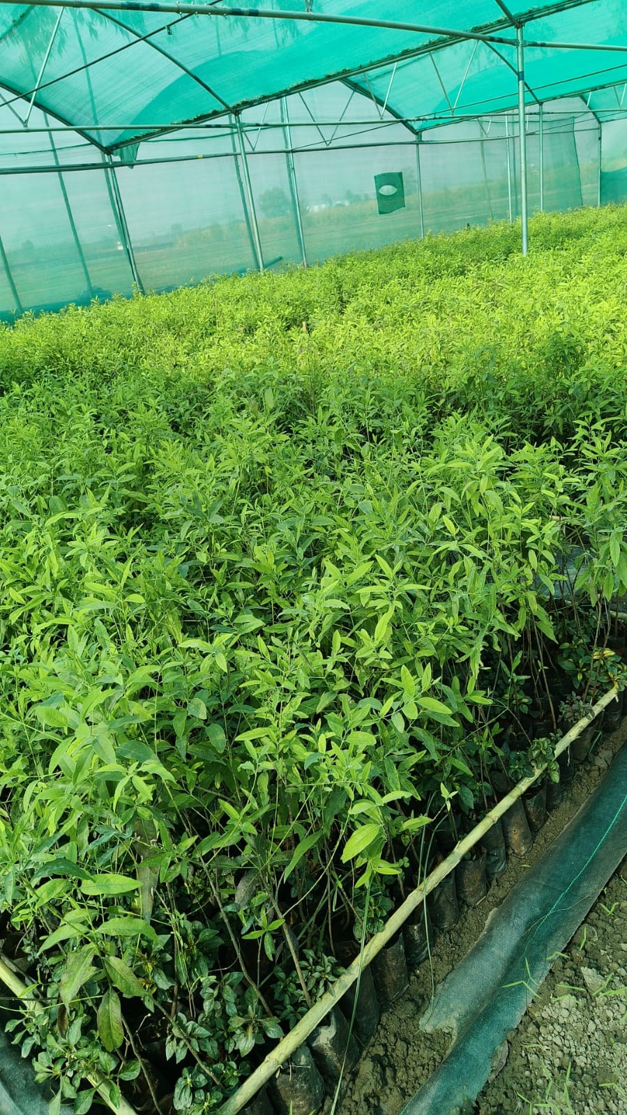 White Sandalwood Plant (Safed Chandan) – Premium Ayurvedic Nursery Plant | 1.5 to 2.5 Feet