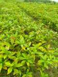 Sarpgandha Plant (Rauvolfia Serpentina) – Premium Ayurvedic Nursery Plant | Bulk Order Available