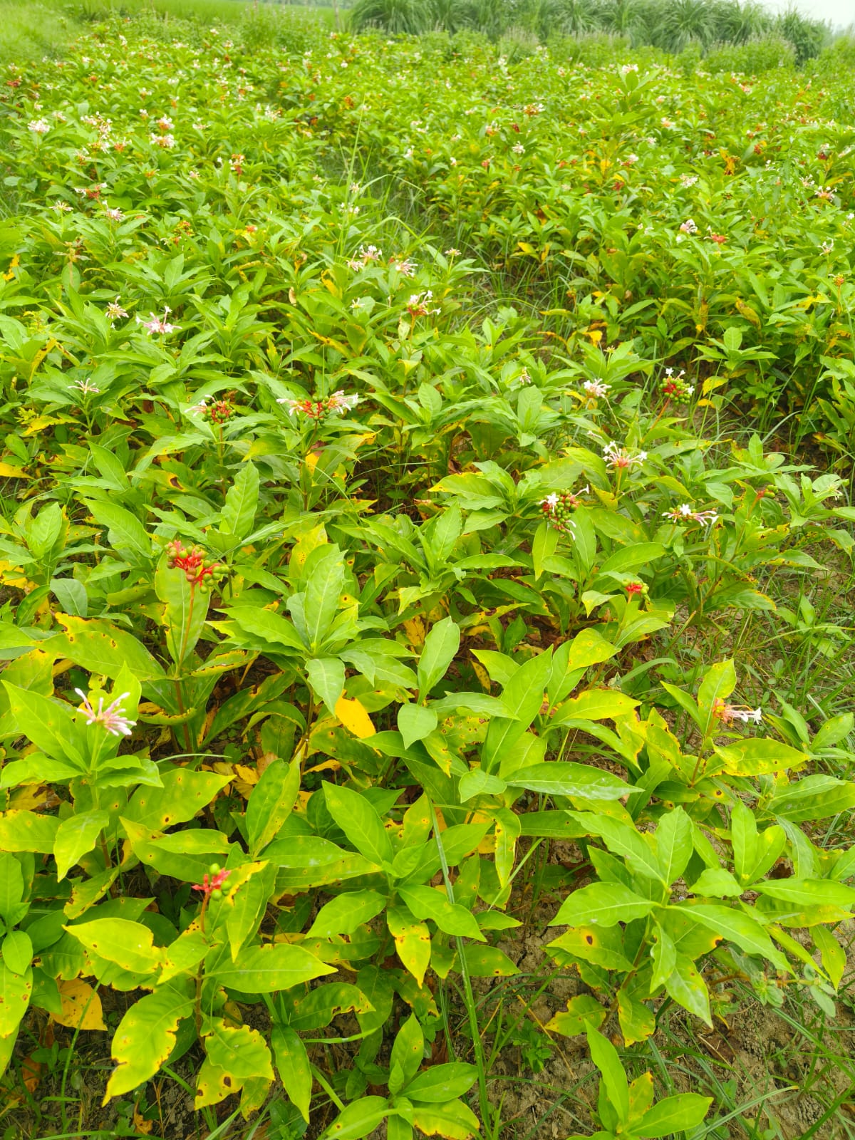 Sarpgandha Plant (Rauvolfia Serpentina) – Premium Ayurvedic Nursery Plant | Bulk Order Available